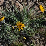 Hooker's-balsamroot 1