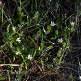 Jagged-chickweed - Holosteum umbellatum (introduced)