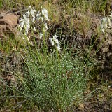 Leiberg's milk-vetch - Astragalus leibergii1