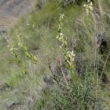 Leiberg's milk-vetch - Astragalus leibergii2