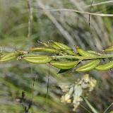 Leiberg's milk-vetch - Astragalus leibergii4