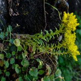 Leiberg's stonecrop - Sedum leibergii (1)