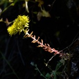 Leiberg's stonecrop - Sedum leibergii (1)a