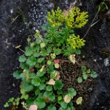 Leiberg's stonecrop - Sedum leibergii (2)