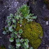 Leiberg's stonecrop - Sedum leibergii (3)