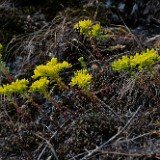 Leiberg's stonecrop - Sedum leibergii (4)