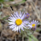 Longleaf fleabane - Erigeron corymbosus (2)