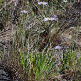 Longleaf fleabane - Erigeron corymbosus