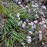 Longleaf fleabane