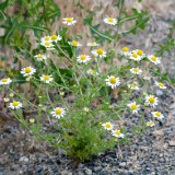 Mayweed chamomile - Anthemis cotula