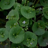 Miner's lettuce (2)