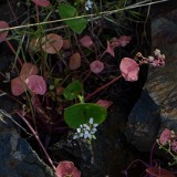 Miner's lettuce (4)