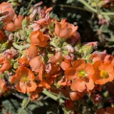Munro's globemallow-Sphaeralcea munroana-1