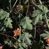 Munro's globemallow-Sphaeralcea munroana-2