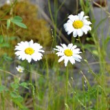 Oxeye daisy