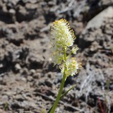 Panicled death-camas  Toxicoscordion paniculatum (2)