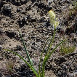 Panicled death-camas  Toxicoscordion paniculatum