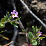 Pink microsteris, slender phlox - Microsteris gracilis (3)