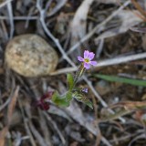 Pink microsteris, slender phlox - Microsteris gracilis