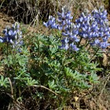 Prairie Lupine