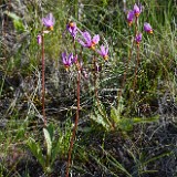 Pretty shooting star - Primula pauciflora1