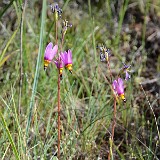 Pretty shooting star - Primula pauciflora2