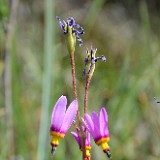 Pretty shooting star - Primula pauciflora4