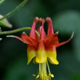 Red columbine - Aquilegia formosa