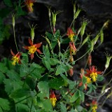 Red columbine