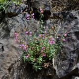 Richardson's penstemon (3)