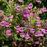 Richardson's penstemon (5)