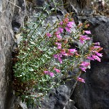 Richardson's penstemon