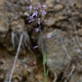 Rockcress - Boechera