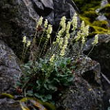 Round-leaved alumroot