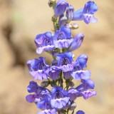 Royal penstemon - Penstemon speciosus (2)