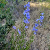 Royal penstemon - Penstemon speciosus