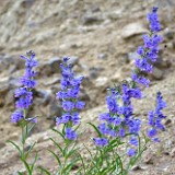 Royal penstemon