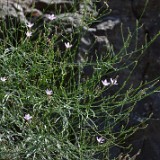 Rush skeletonplant - Lygodesmia juncea