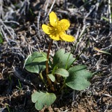 Sagebrush buttercup