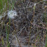 Sagebrush false dandelion (2)