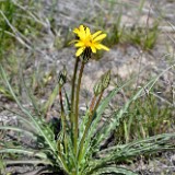 Sagebrush false dandelion