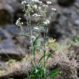 Sagebrush stickseed