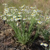 Shaggy fleabane - Erigeron pumilus (2)