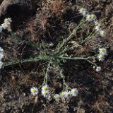 Shaggy fleabane - Erigeron pumilus (3)