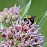 Showey Milkweed -  Asclepias speciosa (2)