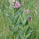 Showey Milkweed -  Asclepias speciosa (4)