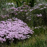 Showy Phlox 1