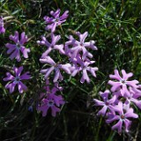 Showy Phlox