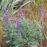 Silky lupine (2)