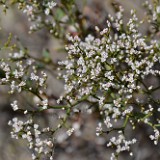 Slender buckwheat - Eriogonum microtheca